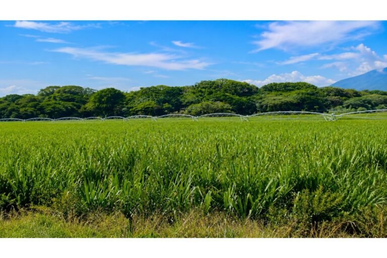 Hacienda Cañera en Venta en San Pedro Valle del Cauca | 371 Plazas | Producción 145 Ton/Ha | Riego y Pozos Propios